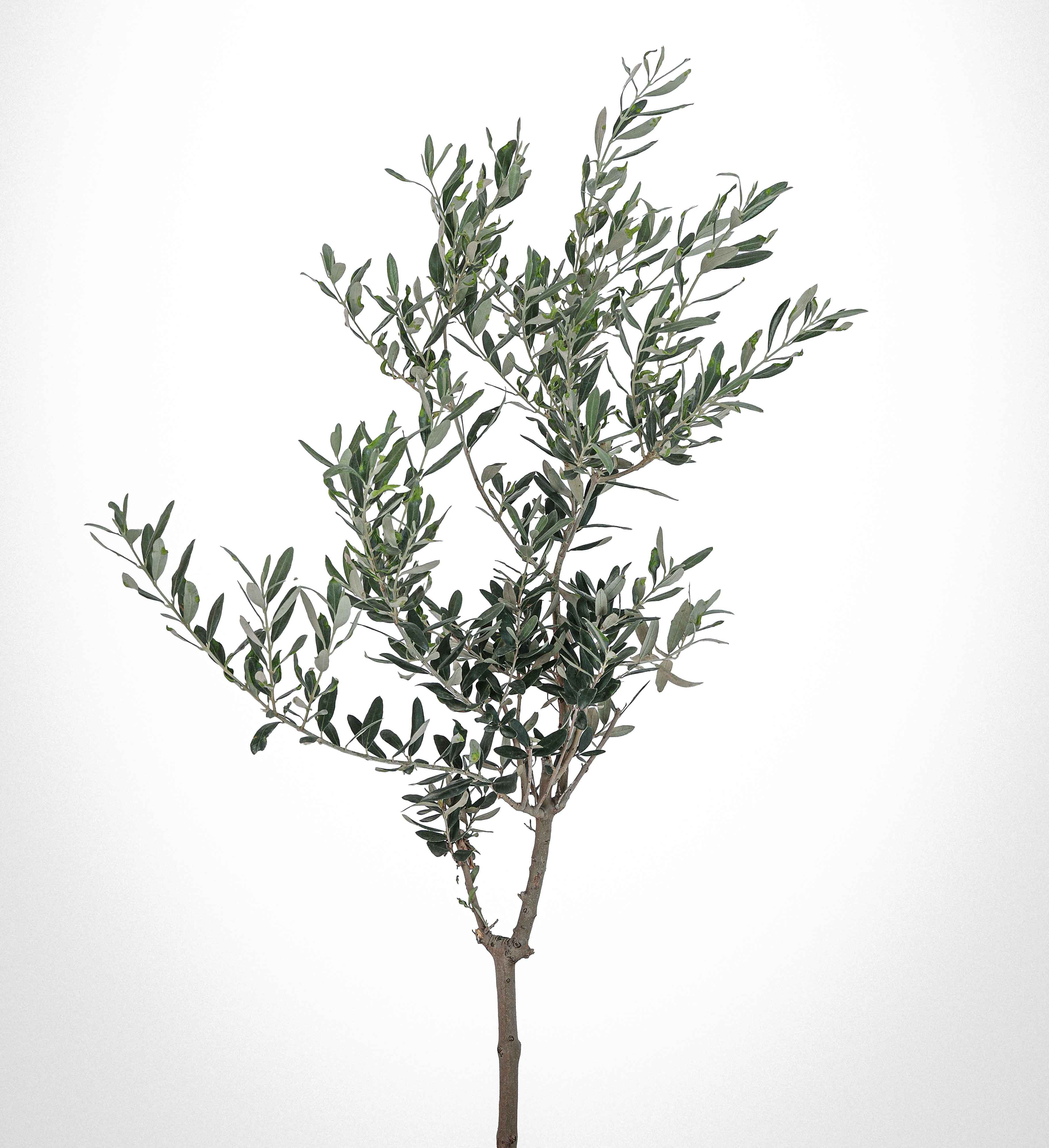 Adana'da zeytin fidesi yetiştiriciliği