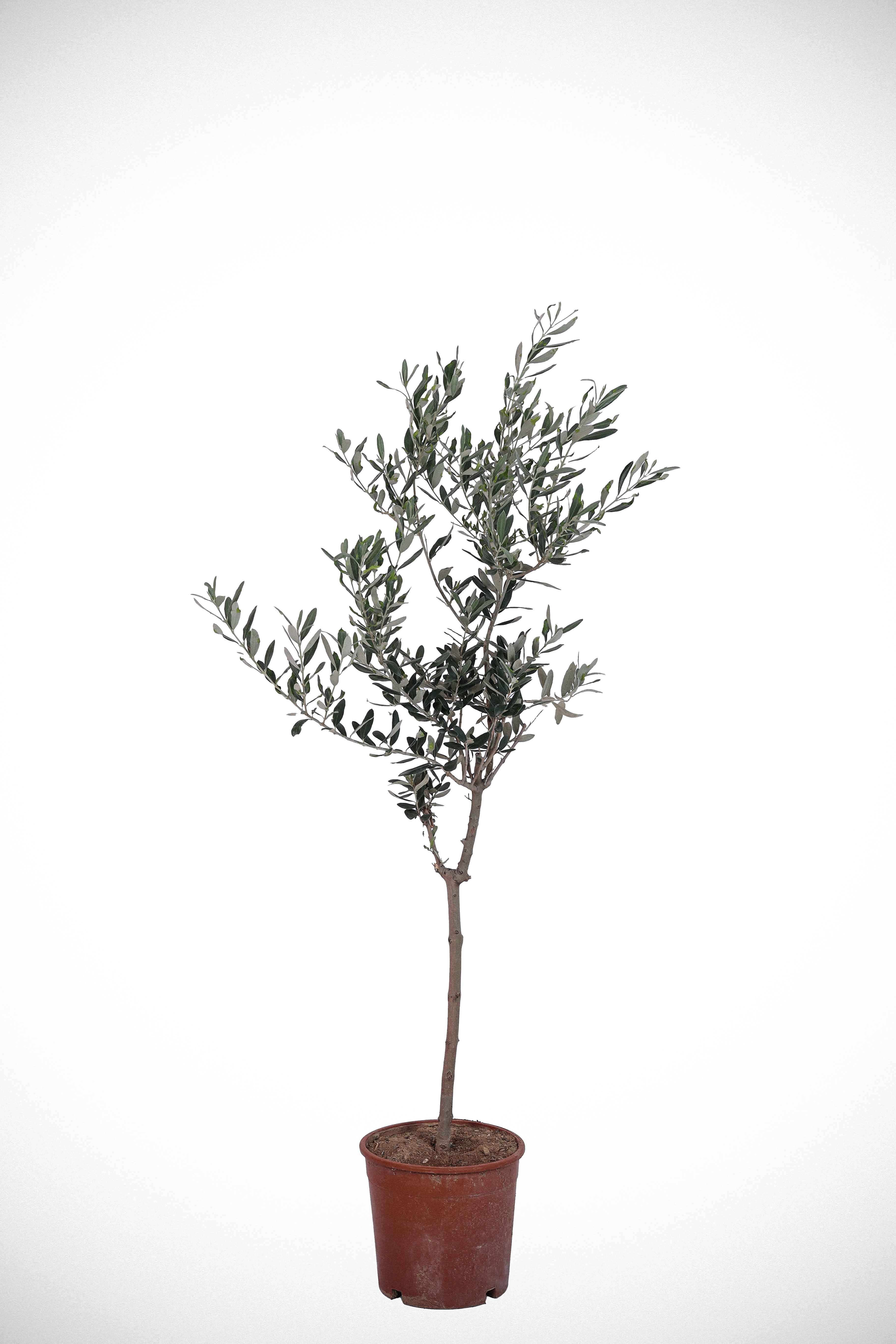 Karaisalı zeytin ağacı