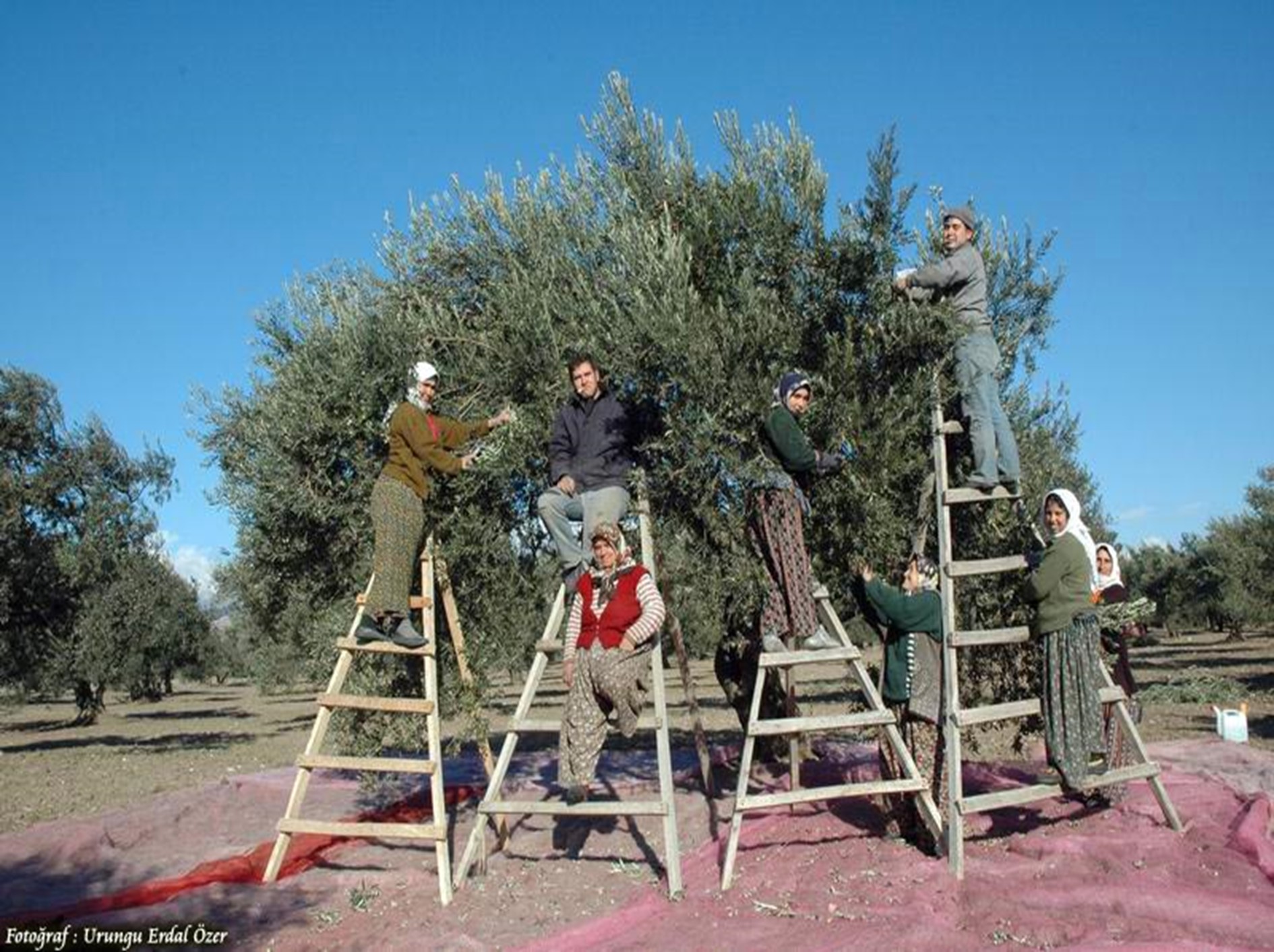 Zeytin ağacı meyve oluşumu